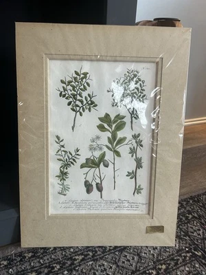 Impresión botánica titulada 'Phytanthoza Iconographia' por Johann Wilhelm Weinmann Foto 1 de 4