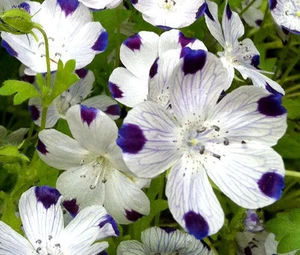 FIVE SPOT Nemophila Maculata - 1.000 semillas a granel - Imagen 1 de 1