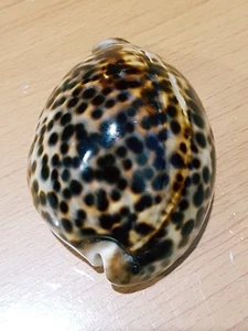 Sea Shell Clam Loepard Dot Pattern Conch Ocean Paperweight - Picture 1 of 12