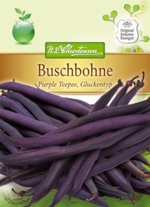 Buschbohne 'Purple Teepee' - Phaseolus vulgaris, blau-violett Bohnen Samen, 4364