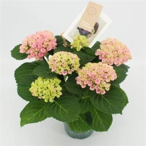 Hortensie, (Hydrangea), Sorte: Magical Revolution Rosa, im 14cm Topf, blühend - Bild 1 von 1