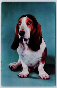 Tarjeta postal cara triste fotografía mascota Basset Hound ilustración perro - Imagen 1 de 2