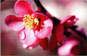 Vintage Close Up Picture Japanese Quince 'Pink Lady' Postcard - Picture 1 of 2
