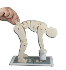  Modello demo colonna vertebrale -Come sollevare giusto o sbagliato - Prevenzione sanitaria - Foto 1 di 2