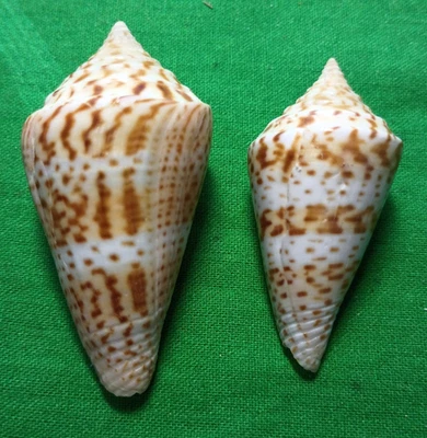 Conus delesserti #D0105 Florida, US. 49/57mm - Image 1 of 4