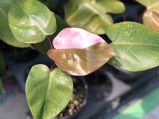 Philodendron Pink Princess