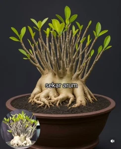 Bonsai Tree. Actuall Nyata Bonsai bougenville Id Singapor - Picture 1 of 3