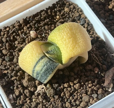 Gasteria Hybrid Variegate, planta viva, suculenta (corte, pequeña, 1,5 pulgadas) Foto 1 de 4