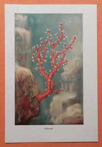 Edelkoralle Koralle Corallium rubrum Farbdruck 1918 Blutkoralle - Picture 1 of 1
