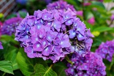 10 Semi di SEEDS HYDRANGEA Fiore ORTENSIA BLU + omaggio-.....