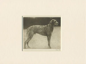 HIRSCHHUND ORIGINAL VINTAGE 1931 HUNDEDRUCK RAHMENFERTIG MONTIERT - Bild 1 von 1