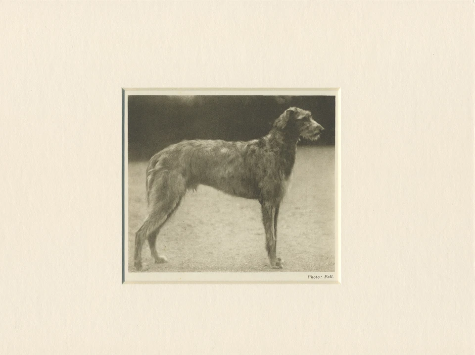 DEERHOUND ORIGINAL VINTAGE 1931 DOG PRINT MOUNTED READY TO FRAME - Image 1 of 1