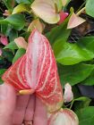 Anthurium Live Plant~Marble Red Flowers in a 4" pot~Flowering~Houseplant 