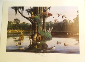 Pintail in a Cypress Swamp von 1966. Robert Kuhn Litho Druck 12X16 Zoll. - Bild 1 von 4