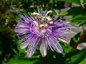 15 Maypop Purple Passion seeds (Edible fruit!) (Passiflora Incarnata) Cold Hardy
