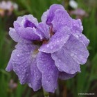 Siberian Iris - Imperial Opal - Cottage garden perennial - 1 x bareroot