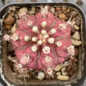 3cm Sukkulente Kaktus Pflanze Echinocereus maritimus cactaceae Hausgarten selten - Bild 1 von 19
