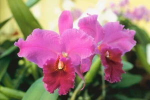 HAWAIIAN CATTLEYA ORCHID STARTER PLANT 2" POT  - Picture 1 of 7