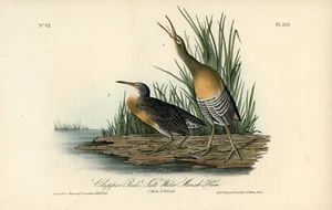 Audubon Clapper Rail Plate 310 Birds Of America 1ª Edición Royal Octavo INV-A - Imagen 1 de 2