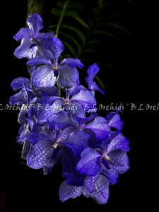 Vanda coerulea - Picture 1 of 3