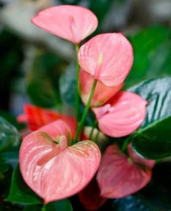Anthurium Pink Flamingo Flower Plant rare indoor plants in 4 inch pot - Picture 1 of 14