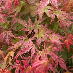 Acer palmatum 'Phoenix' | Japanese Maple Deciduous Garden Plant Tree In Pot - Picture 1 of 24