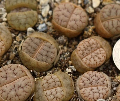 Plant -one- Lithops gracilidelineata - Image 1 of 4