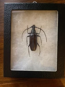 MONTIERTER CERAMBYCIDAE SCHWARZER KÄFER SULA INSEL INDONESIEN 2,5 ZOLL MUSEALE QUALITÄT - Bild 1 von 3