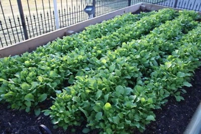 SEEDVILLE USA 1500 SEVEN TOP TURNIP For Leaf Greens & Sprouts Brassica Rapa Vegetable Seeds