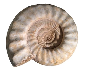 "Amonita Jurásica de Madagascar - ENORME - 14"" x 13"" x 5"" - Imagen 1 de 1