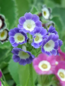 Garden or Border Auricula : Blues, Purples : 60 Seeds : Alpine Primula - Picture 1 of 12