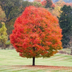 Sugar Maple Tree 1-2 Ft Tall Now, Live Tree - Picture 1 of 2