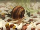 2 Mystery Snails Chestnut - Tropical Aquarium Algae Eaters Juvenile