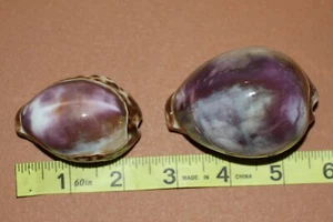 10-PURPLE TOP COWRY Seashells,Collectibles,Shadow Box Display,Beach Decor, SS-34 - Picture 1 of 12