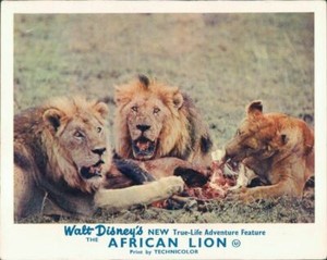 WALT DISNEY'S THE AFRICAN LION 1955 LOBBY CARD LIONS