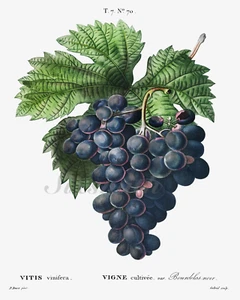 BLACK GRAPES Antique Illustration Giclee 8x10 Botanical Print - Picture 1 of 1