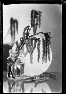 Stillleben mit "WeidenKatzchen", Eduard PEZDIKA, Vintage Fine Art Negativ! 1933, - Bild 1 von 3