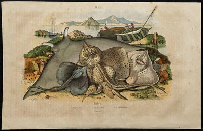 1839 - Bull Nose Ray - engraving antique - Fish Batoïdes (Stripes) - Ichthyology - Bild 1 von 4