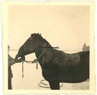 Oryg. Zdjęcie chorego konia Raude 11.ID weterynarz Czudowo Wolchów Rosja 1941