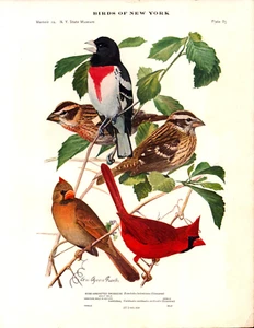 ROSE-BREASTED GROSBEAK, CARDINAL Antique Birds of New York print 1910 - Picture 1 of 1