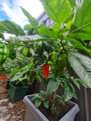 Bhut Jolokia/Ghost Chilli/Naga (নাগা)10/15 Seeds -Deadly Hot Chilli In The World - Image 1 of 4