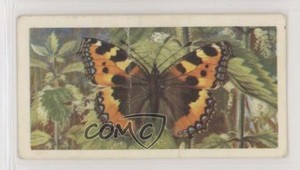 1963 Brooke Bond British Butterflies Tea Small Tortoisehell #21 0e3