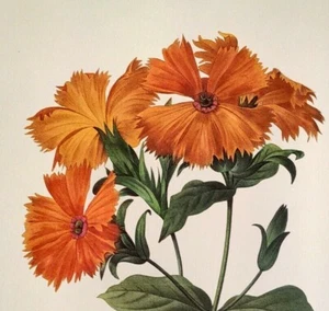 P. J. Redoute Flowers LYCHNIS GRANDIFLORA Botanical Art Print Book Plate 75 - Picture 1 of 2