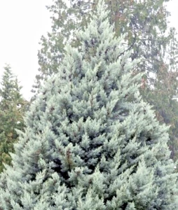 Semillas Cipres de Arizona Cipres azul Cupressus arizonica Cedro blanco Bis - Imagen 1 de 1