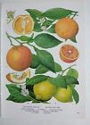 Orange Lemon Vintage Botanical  Print Book Plate Food Plant Illustration Art 