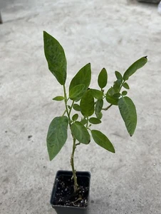 1 Pepino Melon Plant With Pot 10” Golden Sweet Ginseng Fruit - Picture 1 of 4