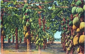 Papaya Plantation Florida Postcard St. Petersburg FLA to Penna 1952 Posted - Picture 1 of 2