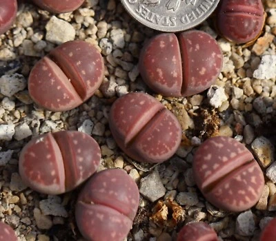 Plant-one- Lithops olivacea 'Red Olive' - Image 1 of 2