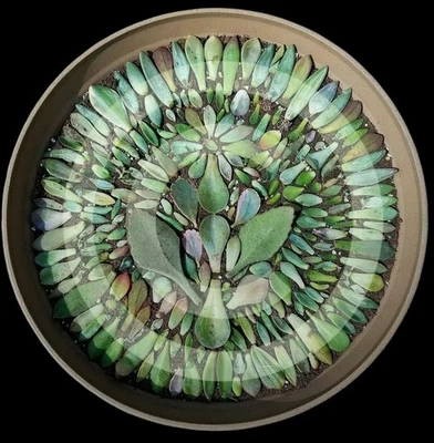 10 Live Succulent Mixed  Leaf Lot Plants Easy Care Low Maintenance Indoor - Image 1 of 4