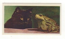 National Pets 1961. #10 Toad & Cat